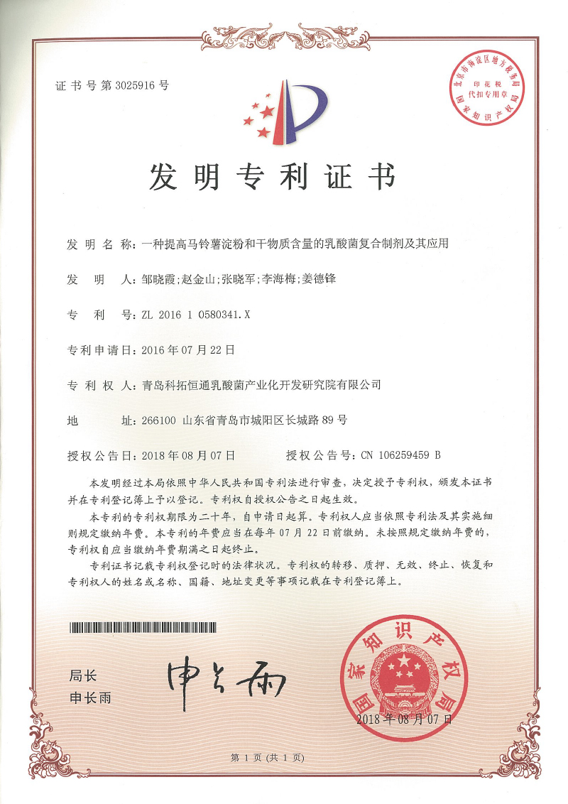 一種提高馬鈴薯淀粉和干物質(zhì)含量的乳酸菌復合劑及其應用